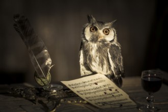 Southern White-faced Owl (Ptilopsis granti) captive, Germany