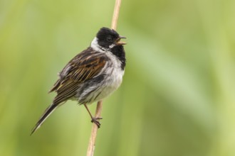 Common Reed Bunting (Emberiza schoeniclus) male singing, perched on a reed stalk, Poland