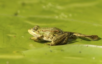 Teichfrosch (Pelophylax)