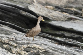 Yellow-billed Pintail, Anas georgica, Antarctica, South Georgia