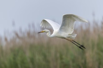 Great Egret (Ardea alba) flying, Subotica, Serbia