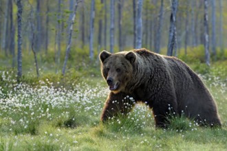 Brown bear walking in forest, morning light. Dangerous animal in nature taiga and meadow habitat.