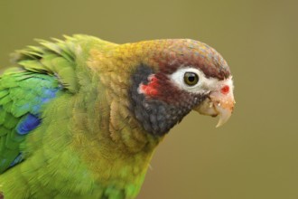 Detail of parrot head. Brown-hooded Parrot, Pionopsitta haematotis, portrait of light green parrot