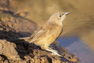 Fulvous Babbler (Turdoides fulva maroccana) at a waterhole, Rgabi, Morocco