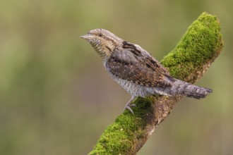 Eurasian Wryneck (Jynx torquilla) male perched on a mossy branch, Poland