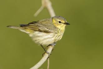 Cape May Warbler (Setophaga tigrina), Texas, USA