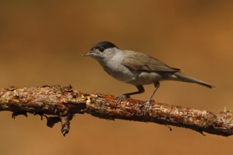 Eurasian Blackcap (Sylvia atricapilla) male, Utrecht, Netherlands