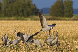 Common Crane (Grus grus) foraging, Mecklenburg-Western Pomerania, Germany