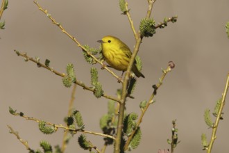 American Yellow Warbler (Setophaga aestiva) male, California, USA