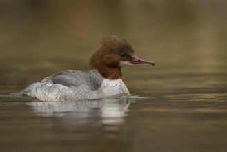 Common Merganser (Mergus merganser) female, Bavaria, Germany