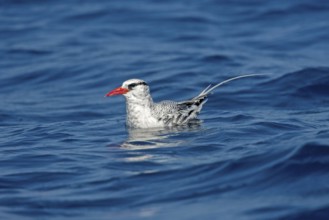 Red-billed Tropicbird Phaethon aethereus San Diego, California, United States 14 September Adult