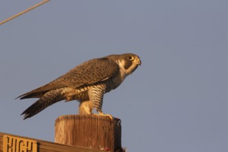 Peregrine Falcon (Falco peregrinus), California, USA