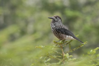 Spotted Nutcracker (Nucifraga caryocatactes), Grisons, Switzerland