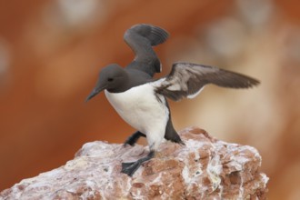 Common Murre (Uria aalge), Schleswig-Holstein, Germany