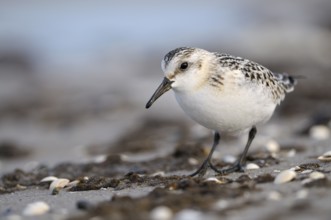 Sanderling (Calidris alba), Sanderling, diesjaehriger Jungvogel im Schlichtkleid, am Strand der