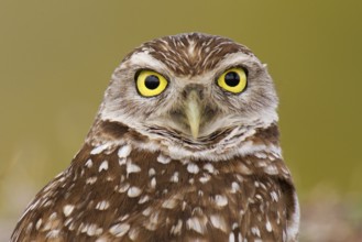 Burrowing Owl (Athene cunicularia), Florida, USA