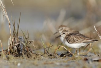 Least Sandpiper (Calidris minutilla), Florida, USA