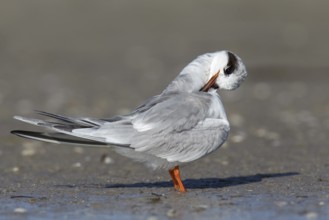 Forster's Tern (Sterna forsteri) preening, Florida, USA