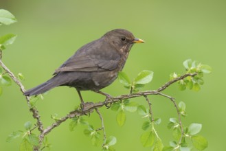 Common Blackbird (Turdus merula) female, Germany