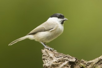 Marsh Tit (Poecile palustris), Rhineland-Palatinate, Germany