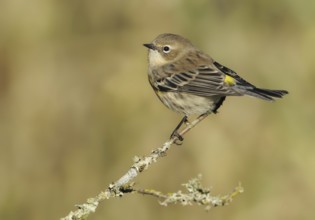 Audubon's Warbler (Setophaga auduboni), British Columbia, Canada
