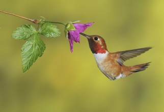 Rufous Hummingbird (Selasphorus rufus) male, British Columbia, Canada