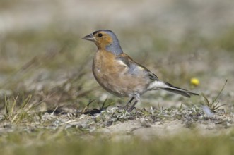 Common Chaffinch (Fringilla coelebs) male, New Zealand