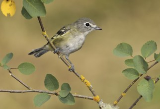 Cassin's Vireo (Vireo cassinii), Canada