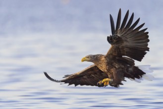 White-tailed Eagle (Haliaeetus albicilla) hunting, Norway