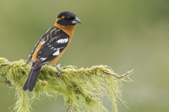 Black-headed Grosbeak (Pheucticus melanocephalus) perched on a branch in Victoria, BC, Canada