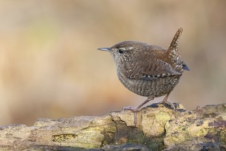 Eurasian Wren (Troglodytes troglodytes), Lower Saxony, Germany
