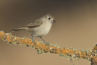 Oak Titmouse (Baeolophus inornatus) perched on a branch, California, USA