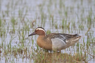 Garganey (Spatula querquedula) male, Mallorca, Spain