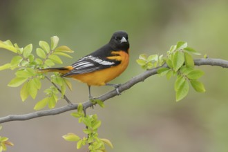 Baltimore Oriole (Icterus galbula) male, Texas, USA
