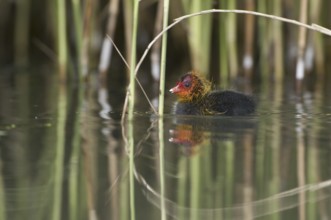 Eurasian Coot (Fulica atra) juvenile, Saxony, Germany
