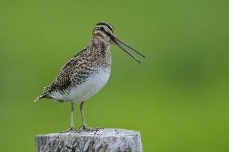 Common Snipe (Gallinago gallinago), Lower Saxony, Germany