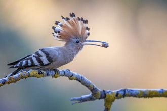 Eurasian Hoopoe (Upupa epops) with food in beak, Saxony-Anhalt, Germany