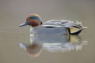 Krickente, Anas crecca Eurasian Teal, Anas crecca