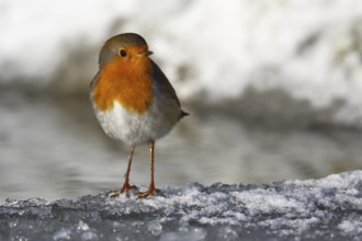 European Robin (Erithacus rubecula) on ice, Saxony-Anhalt, Germany