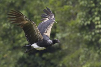 Horned Screamer (Anhima cornuta) flying, Manu National Park, Peru