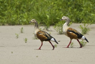 Orinoco Goose (Neochen jubata), Manu National Park, Peru