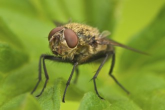 Wurmfliege, Pollenia rudis Common Cluster Fly, Pollenia rudis