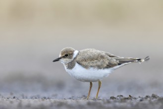 Little Ringed Plover (Charadrius dubius) juvenile, North Rhine-Westphalia, Germany