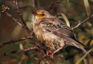 Rosy Starling (Pastor roseus) juvenile, Schleswig-Holstein, Germany