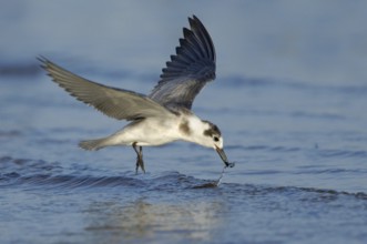 Black Tern (Chlidonias niger), Texas, USA