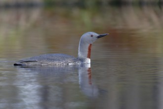 Red-throated Loon (Gavia stellata), Dalarna, Sweden