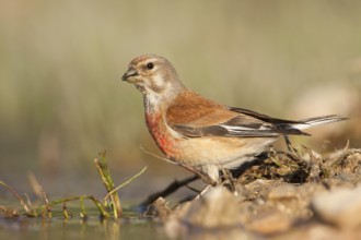 Common Linnet (Linaria cannabina) male, Croatia