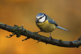 Eurasian Blue Tit (Cyanistes caeruleus), Utrecht, Netherlands