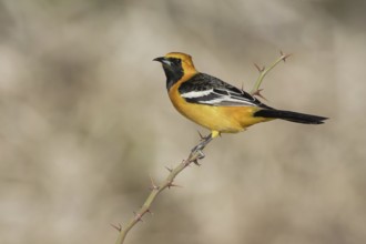 Hooded Oriole (Icterus cucullatus) male, California, USA