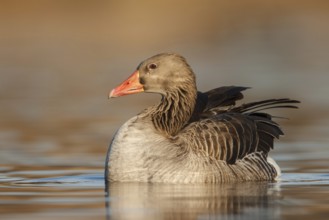 Greylag Goose (Anser anser), Utrecht, Netherlands